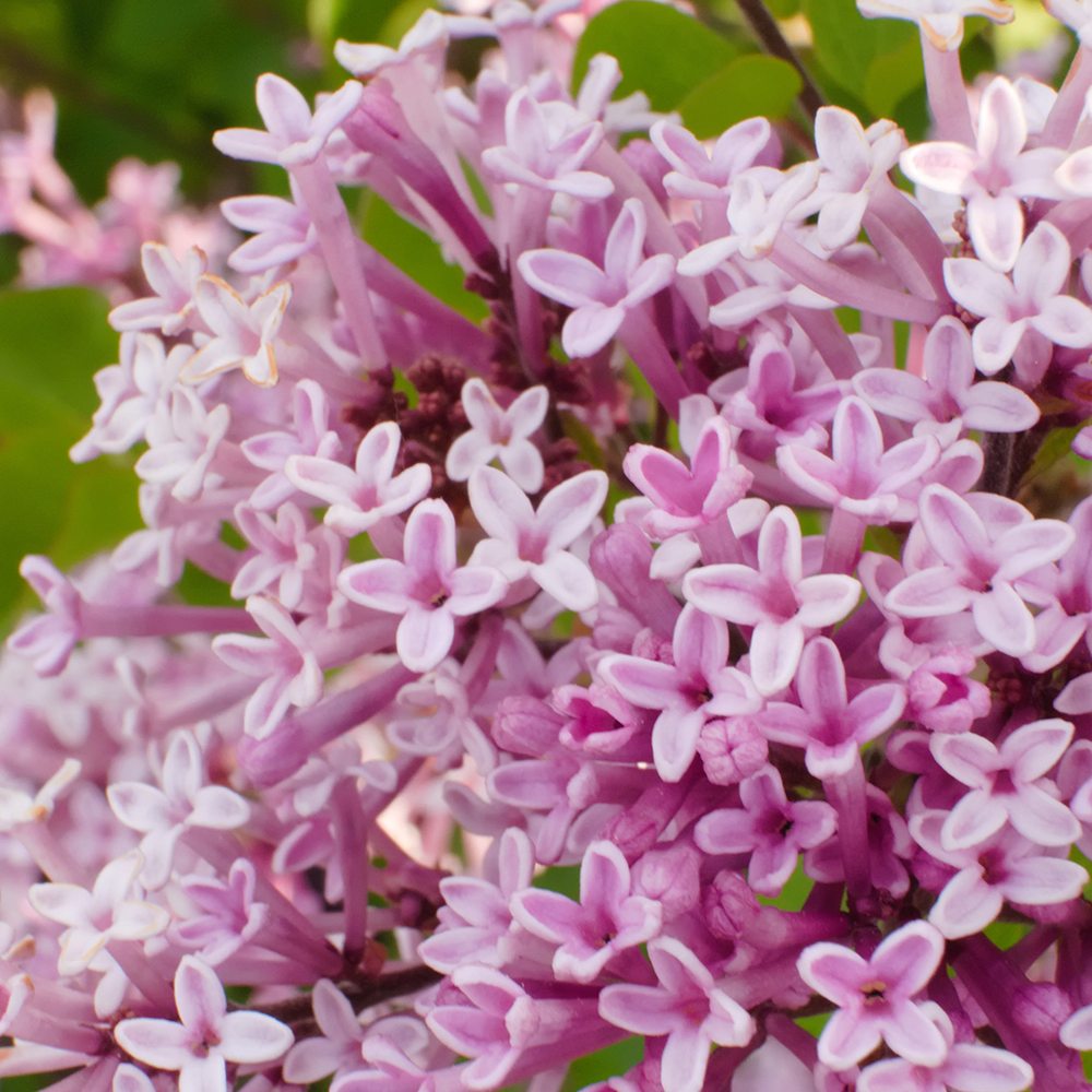 Black Friday - Reduceri Liliac (Syringa) Copac Palibin, cu Flori mov-deschis Promotie