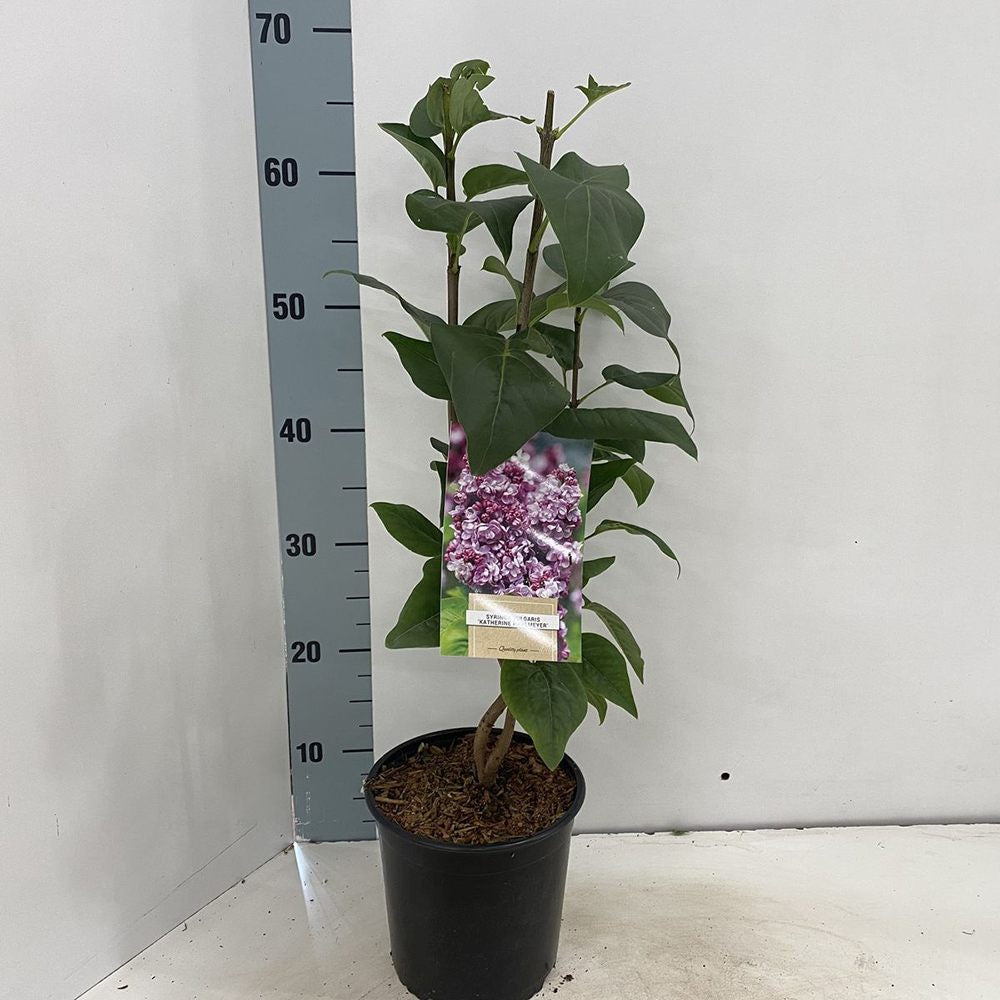 Liliac Nobil (Syringa) Katherine Havemeyer, cu flori duble liliachii-roz, parfum intens primavara, iubitor de soare