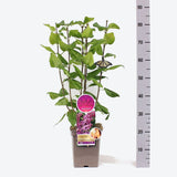 Liliac Nobil Ruhm Von Horstenstein (Syringa), arbust decorativ cu flori rosu-purpuriu parfumate, crestere rapida, iubitor de soare