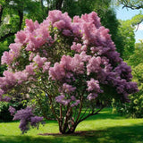 Liliac (Syringa) Copac Josikaea, cu Flori violet-inchis
