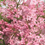 Liliac Nobil Californian Rose (Syringa), flori roz delicat foarte parfumate, inflorire timpurie, crestere rapida, iubitor de soare