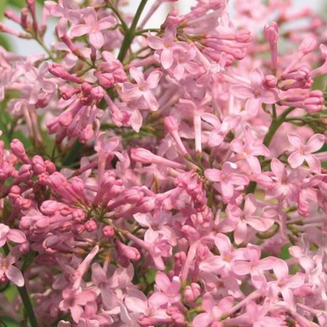 Liliac Nobil Californian Rose (Syringa), flori roz delicat foarte parfumate, inflorire timpurie, crestere rapida, iubitor de soare