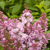 Liliac Nobil Californian Rose (Syringa), flori roz delicat foarte parfumate, inflorire timpurie, crestere rapida, iubitor de soare