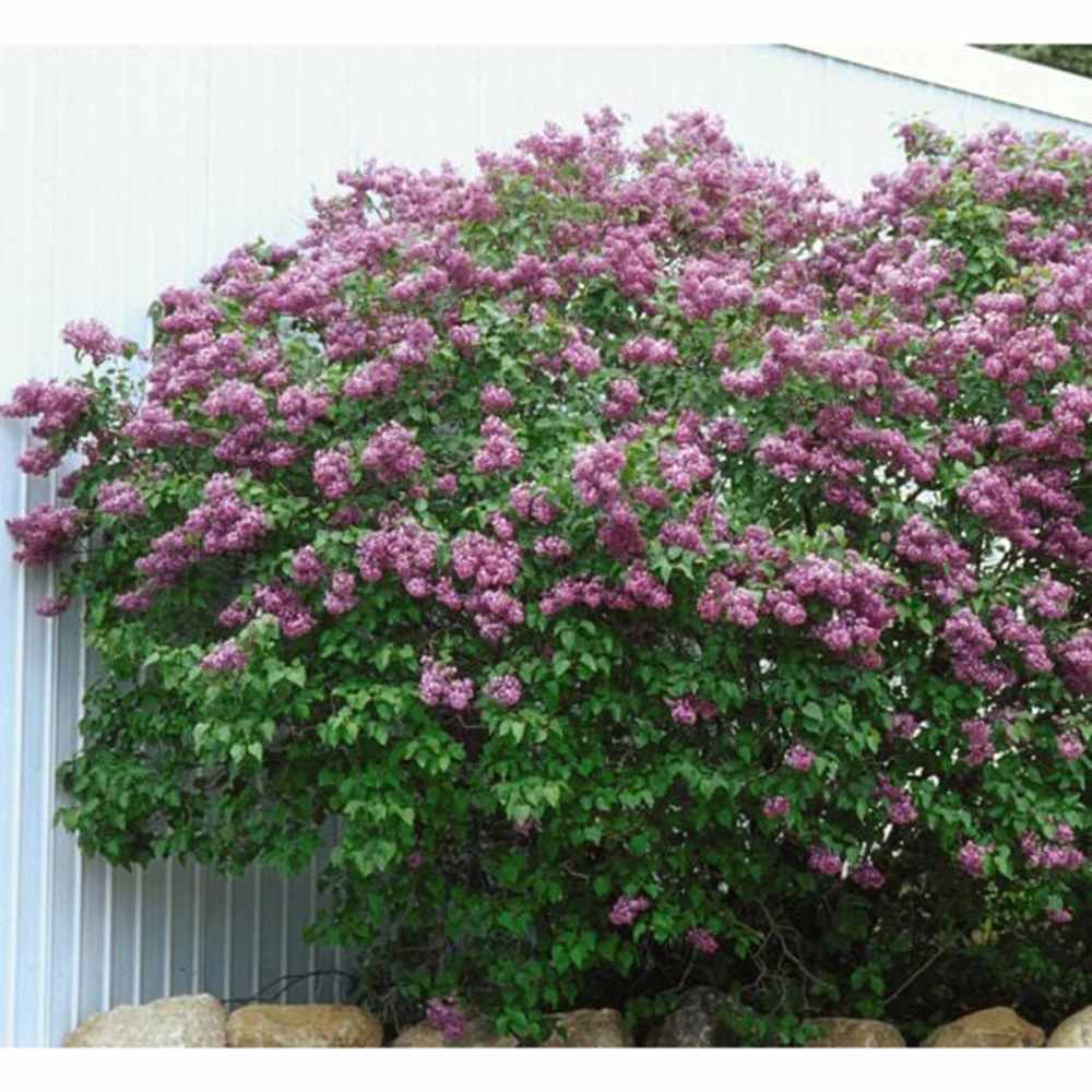 Liliac Nobil Californian Rose (Syringa), flori roz delicat foarte parfumate, inflorire timpurie, crestere rapida, iubitor de soare