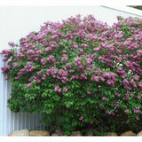 Liliac Nobil Californian Rose (Syringa), flori roz delicat foarte parfumate, inflorire timpurie, crestere rapida, iubitor de soare