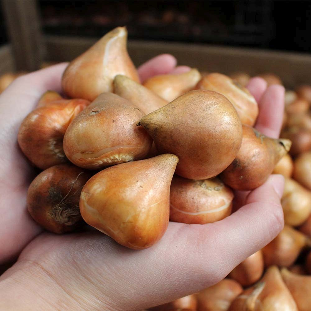 Bulbi Lalele Apricot Parrot, set de 7 bulbi cu flori piersica roz-galben, duble, parfumate, rezistenti la frig