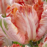 Bulbi Lalele Apricot Parrot, set de 7 bulbi cu flori piersica roz-galben, duble, parfumate, rezistenti la frig