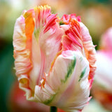 Bulbi Lalele Apricot Parrot, set de 7 bulbi cu flori piersica roz-galben, duble, parfumate, rezistenti la frig