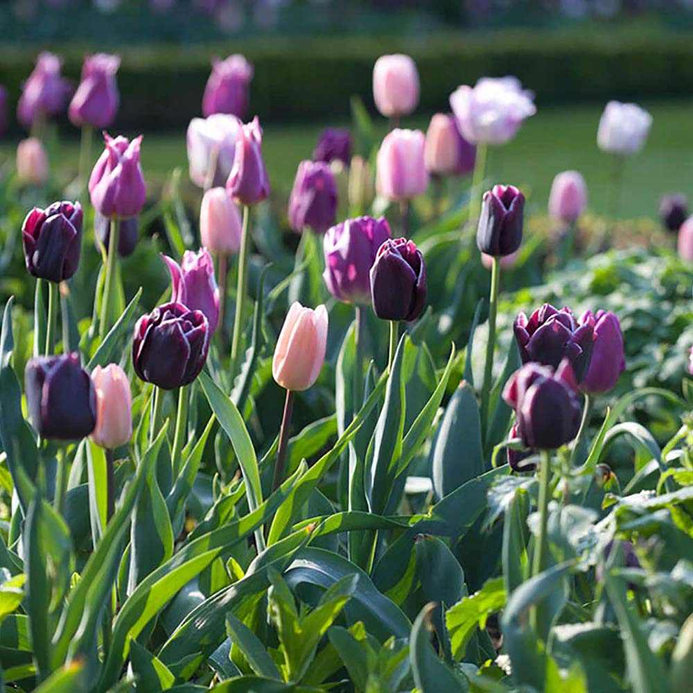 Bulbi Lalele Blueberry Mix, set de 12 bulbi cu flori mov-violet, inflorire aprilie, rezistenti la frig