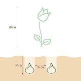 Bulbi Lalele Triumph White, set de 5 buc cu flori albe, inflorire aprilie, rezistent la frig