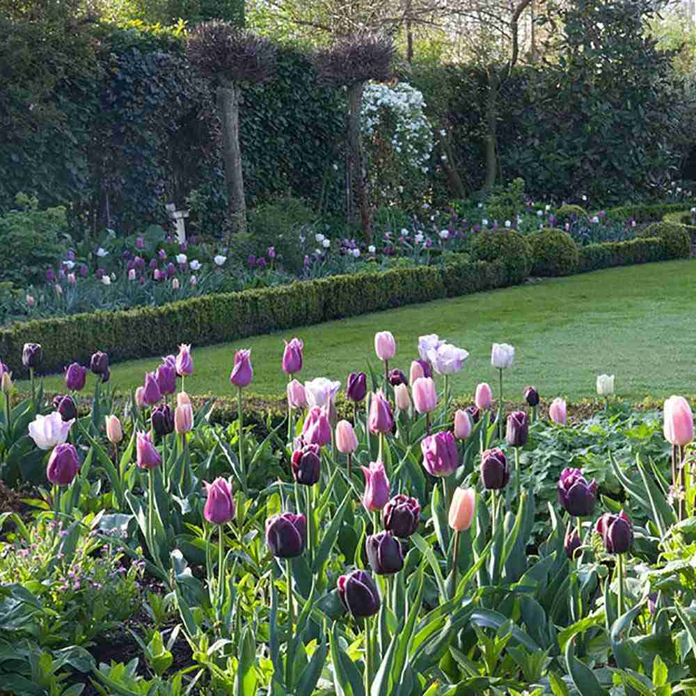 Bulbi Lalele Blueberry Mix, set de 12 bulbi cu flori mov-violet, inflorire aprilie, rezistenti la frig