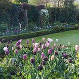 Bulbi Lalele Blueberry Mix, set de 12 bulbi cu flori mov-violet, inflorire aprilie, rezistenti la frig