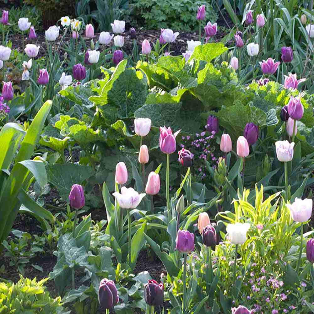 Bulbi Lalele Blueberry Mix, set de 12 bulbi cu flori mov-violet, inflorire aprilie, rezistenti la frig