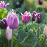 Bulbi Lalele Blueberry Mix, set de 12 bulbi cu flori mov-violet, inflorire aprilie, rezistenti la frig