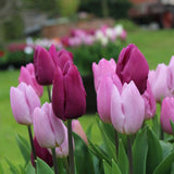 Bulbi Lalele Candy Purple Prince Mix, set de 15 bulbi cu flori roz si mov, inflorire aprilie, rezistenti la frig