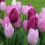 Bulbi Lalele Candy Purple Prince Mix, set de 15 bulbi cu flori roz si mov, inflorire aprilie, rezistenti la frig