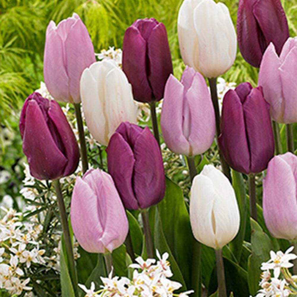 Bulbi Lalele Candy Purple Prince Mix, set de 15 bulbi cu flori roz si mov, inflorire aprilie, rezistenti la frig