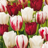 Bulbi Lalele Dutch Design Mix, set de 15 bulbi cu flori alb-rosu, inflorire aprilie, rezistenti la frig