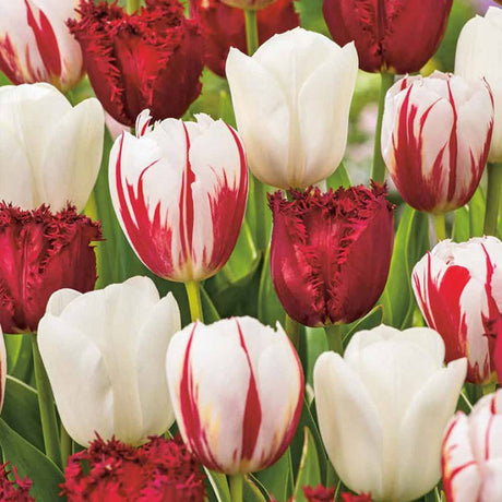 Bulbi Lalele Dutch Design Mix, set de 15 bulbi cu flori alb-rosu, inflorire aprilie, rezistenti la frig