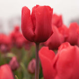 Bulbi Lalele Escape, set 7 buc cu flori rosu, inflorire aprilie,  rezistenti la frig