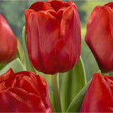Bulbi Lalele Escape, set 7 buc cu flori rosu, inflorire aprilie,  rezistenti la frig