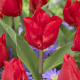 Bulbi Lalele Escape, set 7 buc cu flori rosu, inflorire aprilie,  rezistenti la frig
