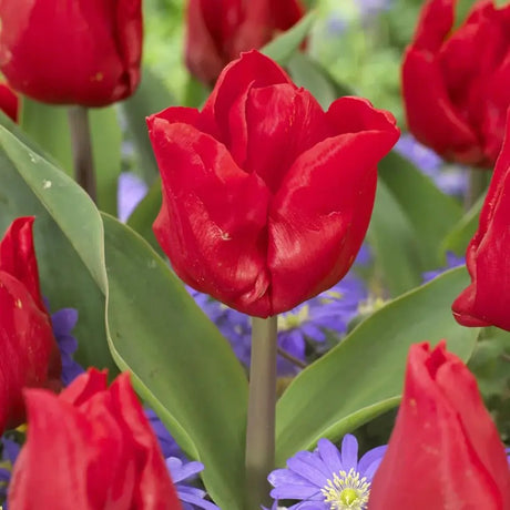 Bulbi Lalele Escape, set 7 buc cu flori rosu, inflorire aprilie,  rezistenti la frig