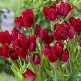Bulbi Lalele Fiery Club, set de 7 buc cu flori rosii, inflorire aprilie, rezistent la frig