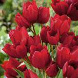 Bulbi Lalele Fiery Club, set de 7 buc cu flori rosii, inflorire aprilie, rezistent la frig