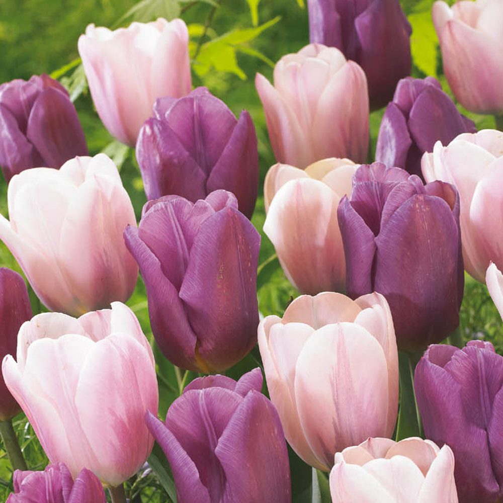 Bulbi Lalele Macaron Mix, set de 12 buc cu flori multicolore mov si lila, inflorire aprilie, rezistent la frig