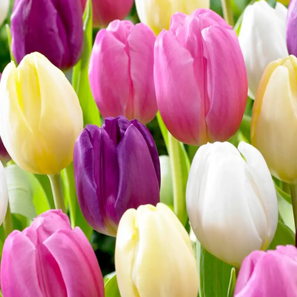 Bulbi Lalele Pastel Mix, set de 12 buc cu flori multicolore pastel, inflorire aprilie, rezistent la frig