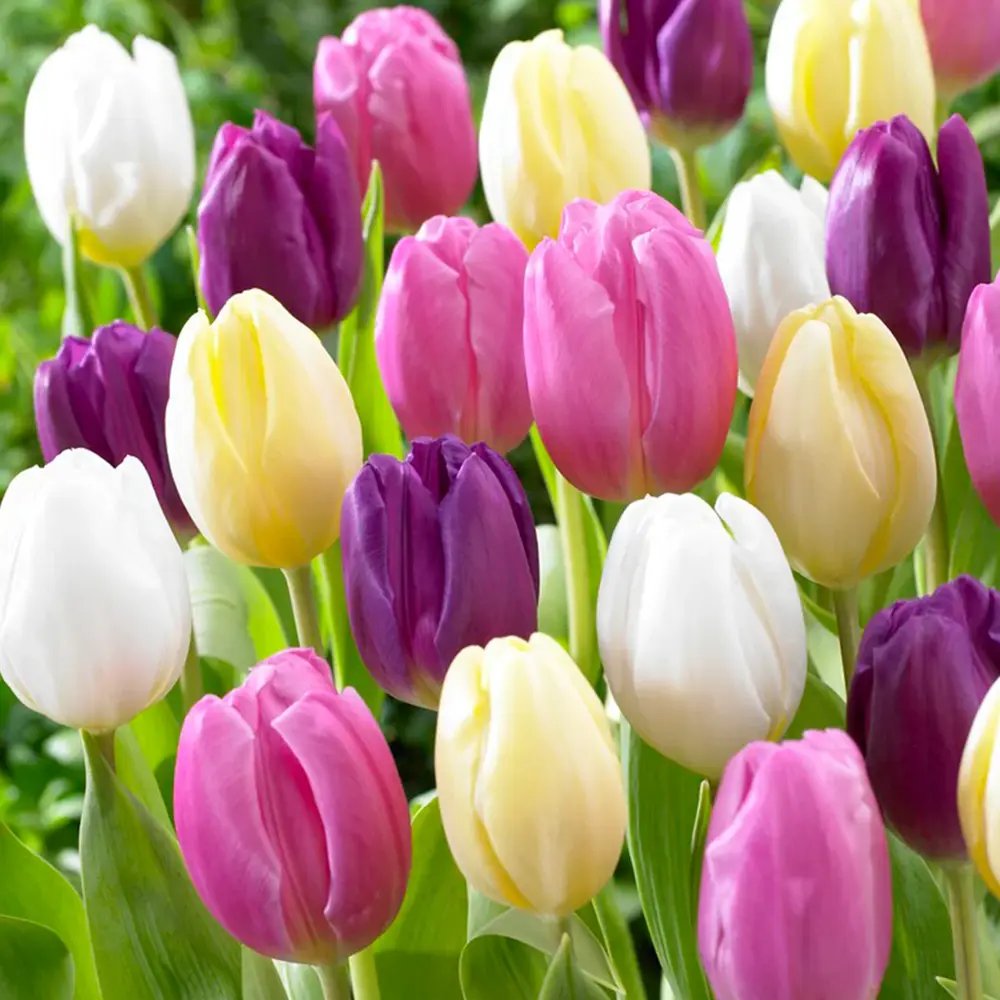 Bulbi Lalele Pastel Mix, set de 12 buc cu flori multicolore pastel, inflorire aprilie, rezistent la frig