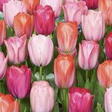 Bulbi Lalele Positive Vibe Mix Pastel, set. 20 buc cu flori pudrate pastel, crestere rapida, inflorire aprilie