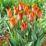 Bulbi Lalele Request, set de 7 buc cu flori crem-portocaliu cu accente mov, inflorire aprilie, rezistent la frig