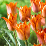 Bulbi Lalele Request, set de 7 buc cu flori crem-portocaliu cu accente mov, inflorire aprilie, rezistent la frig