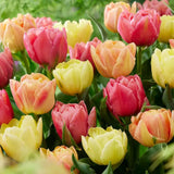 Bulbi Lalele Symbiose Mix, set de 7 buc cu flori roz-fuchsia, piersic si galben, inflorire aprilie, rezistent la frig