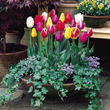 Bulbi Lalele Triumph Mix, set de 7 buc cu flori multicolore, inflorire aprilie, rezistent la frig