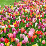 Bulbi Lalele Triumph Mix, set de 7 buc cu flori multicolore, inflorire aprilie, rezistent la frig