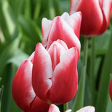 Bulbi Lalele Universum, set de 7 buc cu flori rosu-visiniu-alb, inflorire aprilie, rezistent la frig