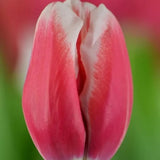 Bulbi Lalele Universum, set de 7 buc cu flori rosu-visiniu-alb, inflorire aprilie, rezistent la frig