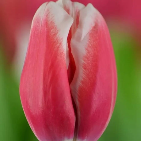 Bulbi Lalele Universum, set de 7 buc cu flori rosu-visiniu-alb, inflorire aprilie, rezistent la frig