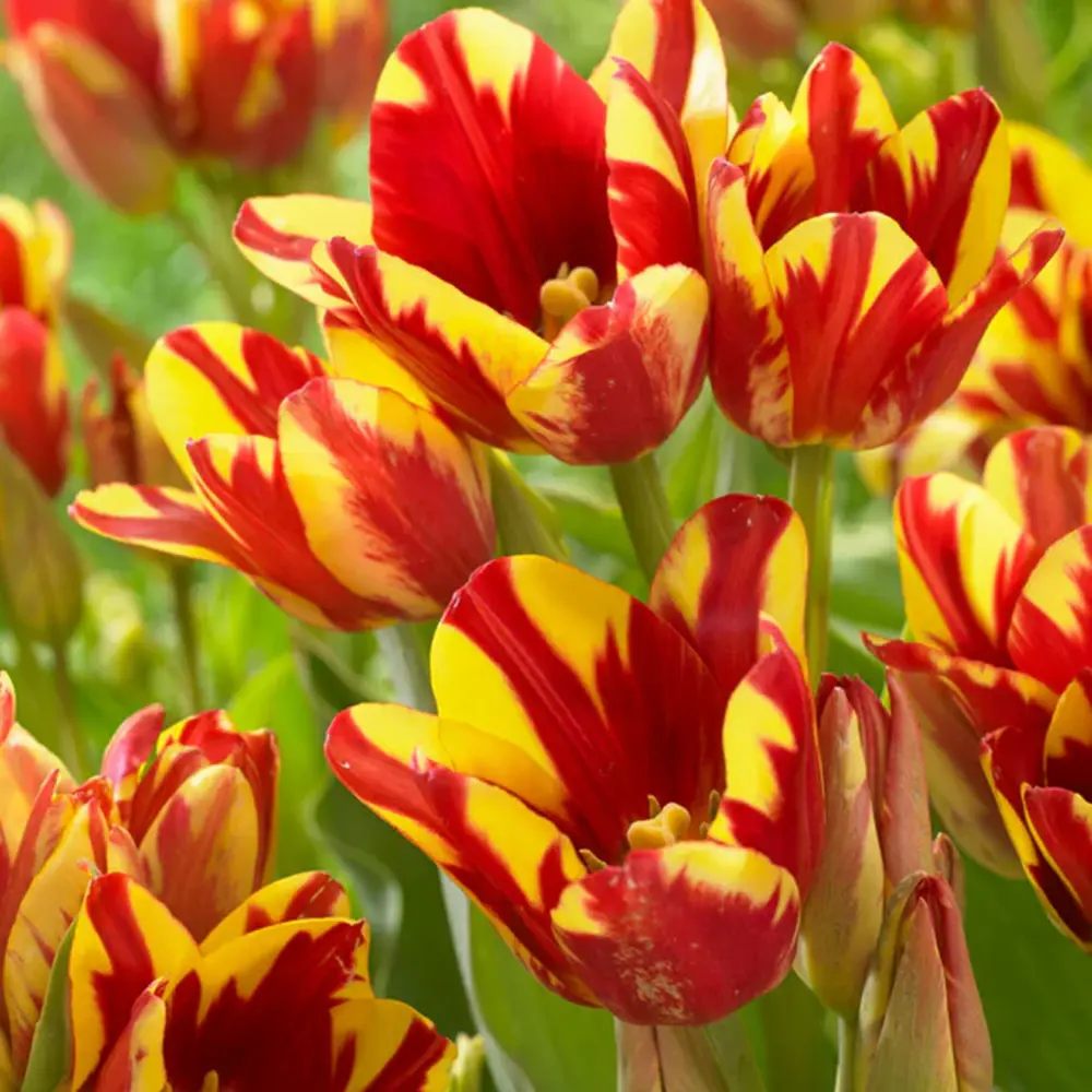 Bulbi Lalele Wonder Club, Bulbi Lalele Wonder Club, set de 7 buc cu flori rosii-galbene, inflorire aprilie, rezistent la frig