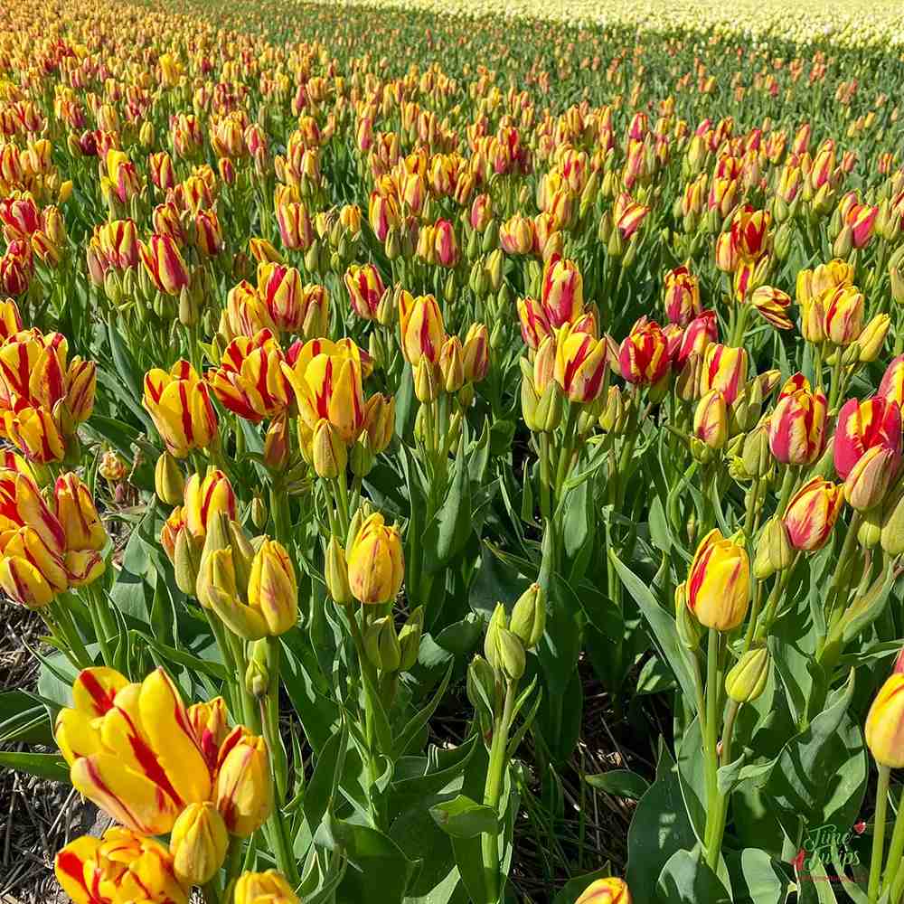 Bulbi Lalele Wonder Club, Bulbi Lalele Wonder Club, set de 7 buc cu flori rosii-galbene, inflorire aprilie, rezistent la frig