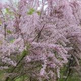 Catina Roz (Tamarix Ramosissima) Pink Cascade, arbust decorativ roz rezistent la seceta si frig
