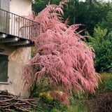 Catina Rosie (Tamarix Tetrandra) Rubra, decorativa cu flori roz-rosiatii, rezistenta la seceta si frig, iubitoare de soare, crestere rapida
