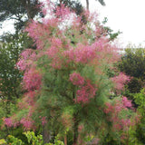 Catina Rosie (Tamarix Tetrandra) Rubra, decorativa cu flori roz-rosiatii, rezistenta la seceta si frig, iubitoare de soare, crestere rapida