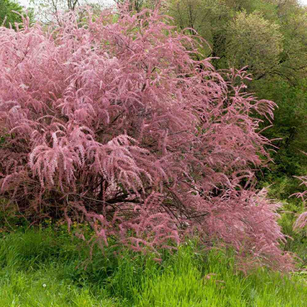 Catina Rosie (Tamarix Tetrandra) Rubra, decorativa cu flori roz-rosiatii, rezistenta la seceta si frig, iubitoare de soare, crestere rapida