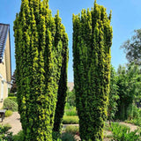 Tisa Columnar Robusta (Taxus Baccata), conifer vesnic verde pentru gard viu sau planta solitara