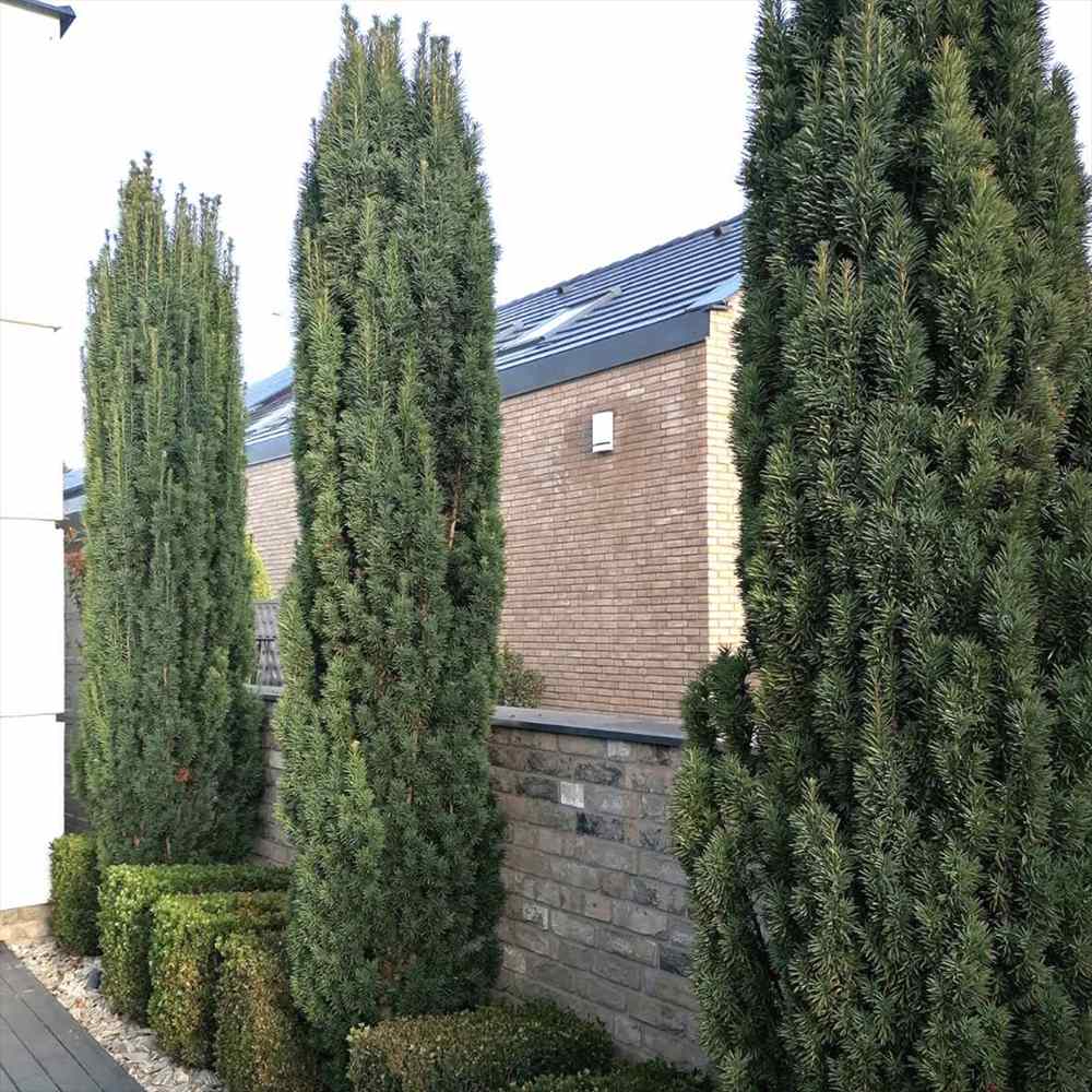 Tisa Columnar Robusta (Taxus Baccata), conifer vesnic verde pentru gard viu sau planta solitara