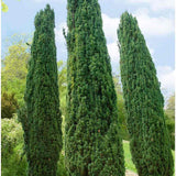 Tisa Columnar Robusta (Taxus Baccata), conifer vesnic verde pentru gard viu sau planta solitara